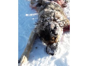 Kurtlar, çoban köpeğini telef etti