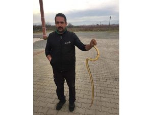 Yılanı eliyle böyle yakaladı