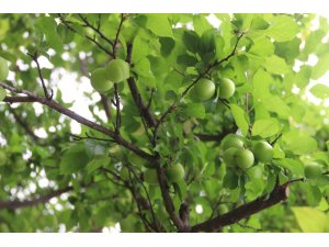 Eriğin tanesi dalında 10 lira