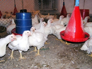 Yumurta üreticilerinin gözü; Rusya'da