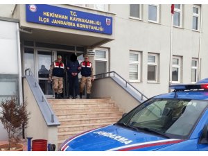 Kayısı hırsızı jandarma tarafından yakalandı