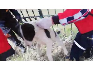 Başı sıkışan köpeği itfaiye kurtardı
