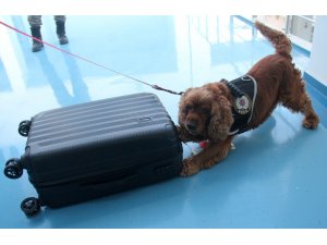 Business Class yolcularına "Coco" şoku