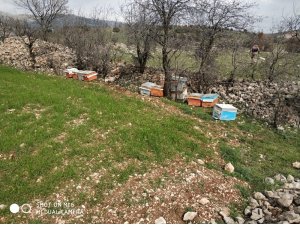 Adıyaman’da arı kovanlarını çalan şahıs tutuklandı