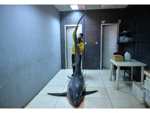 Mersin'de 6 metre boyunda köpek balığı yakalandı
