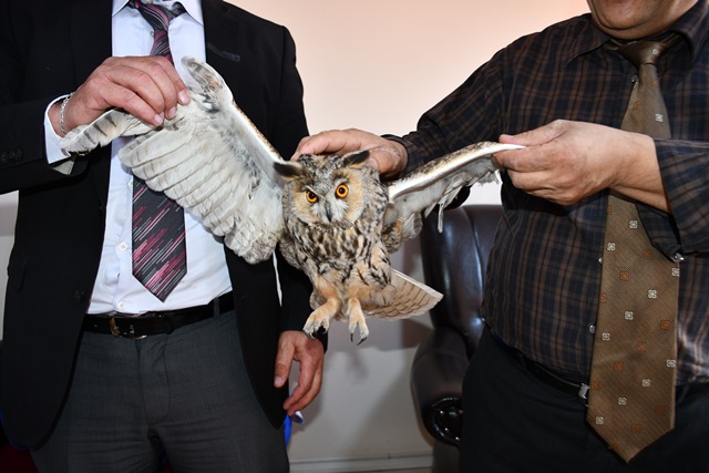 Kulu'da yaralı "boynuzlu baykuş" bulundu