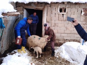 Başıboş köpekler hayvan sürüsüne saldırdı