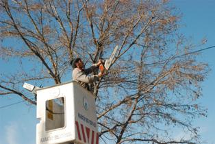 Akşehir'de yol kenarlarındaki ağaçlar budanıyor