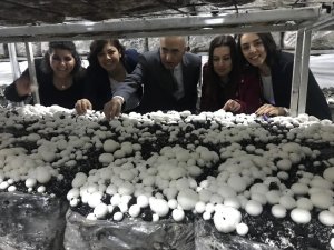 Mantar Üretim Tesisleri’nde ilk hasat yapıldı