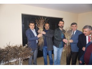 Çiftçilere mazrone fidanı dağıtıldı