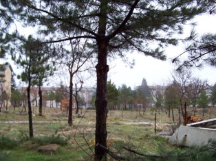 Seydişehir'de ağaçlar budanıyor