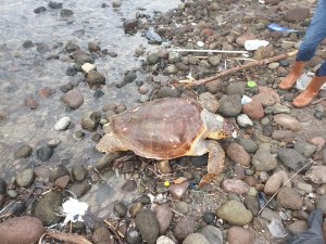Bodrum'da ölü caretta caretta sahile vurdu