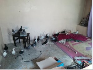 Gaziantep'te güvercin hırsızlığına tutuklama