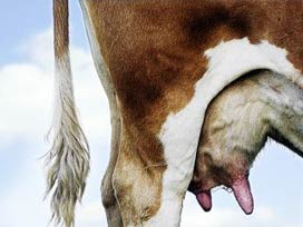 Halkapınar'da süt birliği kurulacak