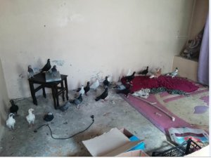 Güvercin çalan hırsızlık şüphelileri yakalandı