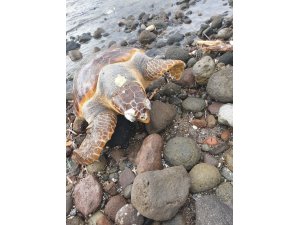 Bodrum’da ölü caretta caretta karaya vurdu