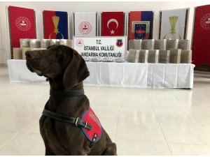 Jandarma ekipleri, 50 kilo uyuşturucu maddesinin piyasaya sürülmesine izin vermedi
