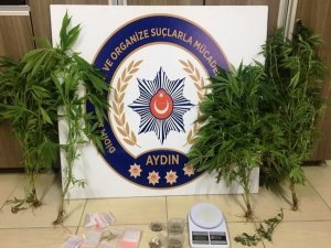Didim’de saksıda kenevir yetiştiren 1 kişi yakalandı