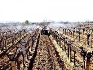 Sarıgöl’de üzüm bağlarında bakım başladı