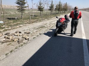 Konya'da yol kenarına atılmış 13 ölü köpek yavrusu bulundu