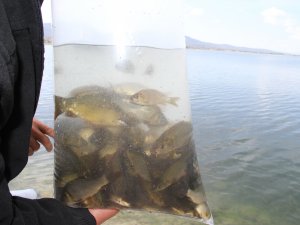 Beyşehir Gölü’ne yavru sazan takviyesi