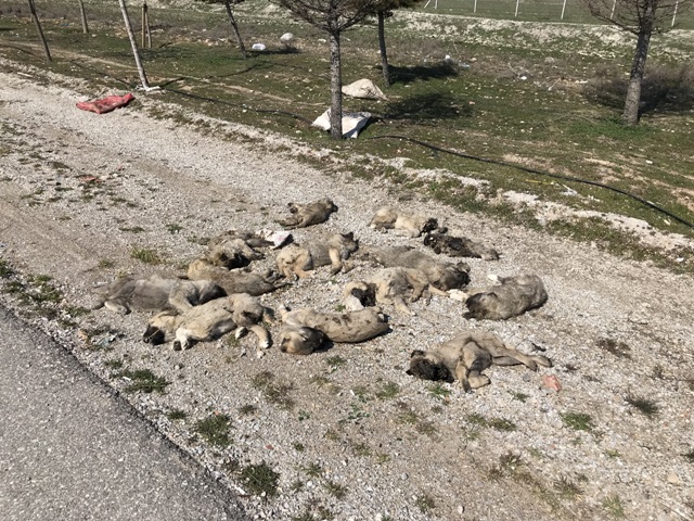 13 ölü köpek yavrusu bulundu