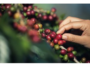 Türkiye’de yılda 100 bin tona yakın kahve tüketiliyor