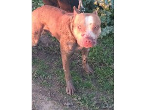 Pitbull dövüştürenlere 15 bin TL para cezası