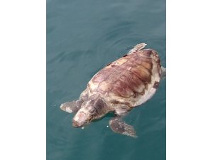 Datça’da ölü caretta caratta bulundu