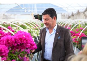 Bodrum’a begonvil festivali geliyor