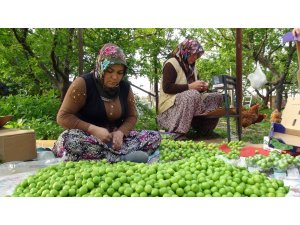 Silifke’de erik hasadı başladı