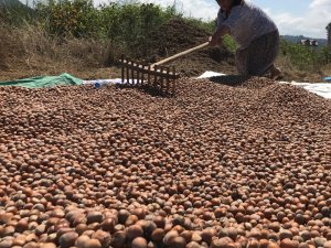 Ordu’da fındık üreticilerine 10 yılda 2,6 milyar lira destek