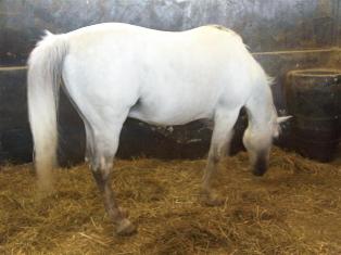 Yarış atları ayrık otu için Ereğli'de