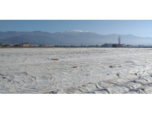 Patates üreticileri don olayına karşı elyafla önlem aldı