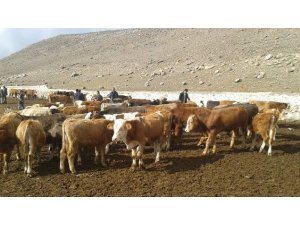 Kooperatif adını kullanarak 563 bin lira dolandırıdılar