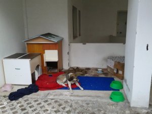 Saldırgan sokak köpekleri için kaymakamdan yardım talebi
