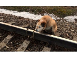 Rusya’da köpeği raylara bağladılar