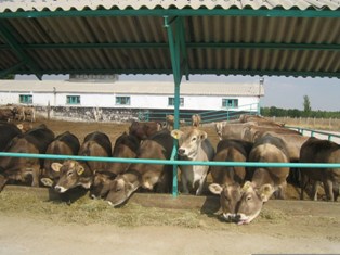 Buzağılar ihaleyle satılacak