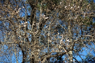 Mevsimi şaşıran badem ağacı çiçek açtı