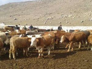 Kooperatif adını kullanarak 563 bin lira dolandırıdılar