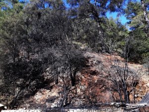 Fethiye’de orman yangını