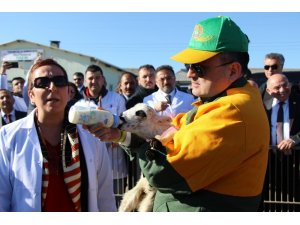 Bakan Pakdemirli altız kuzuları biberonla besledi