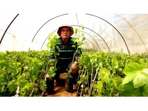 Budanan bağ çubuklarını fidana dönüştürdü