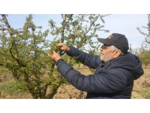 İznik ovasını don vurdu, zarar yüzde 70