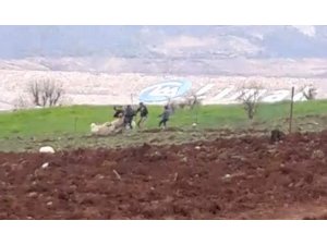 Siirt’te aç kalan köpek sürüye saldırdı