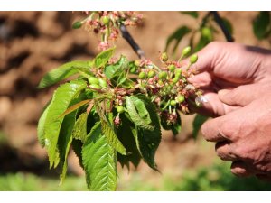 Kuzey yarım kürenin ilk kirazı 15 gün sonra sofralarda