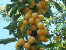 Beyaz kirazdan umduğunu bulamadılar