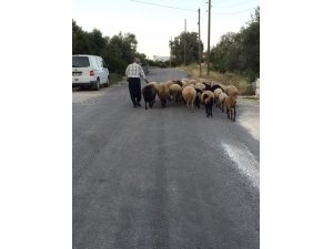 Mersin’de 615 kişi 3 milyon lira çoban desteği ödemesi aldı