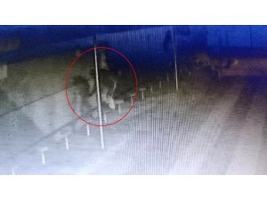 Hırsız, caminin musluklarını çalarken kamera yakalandı