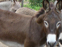 Şaka değil! Eşek Partisi kuruldu